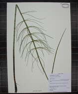 Image of Water Horsetail