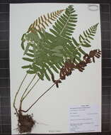 Image of Christmas fern