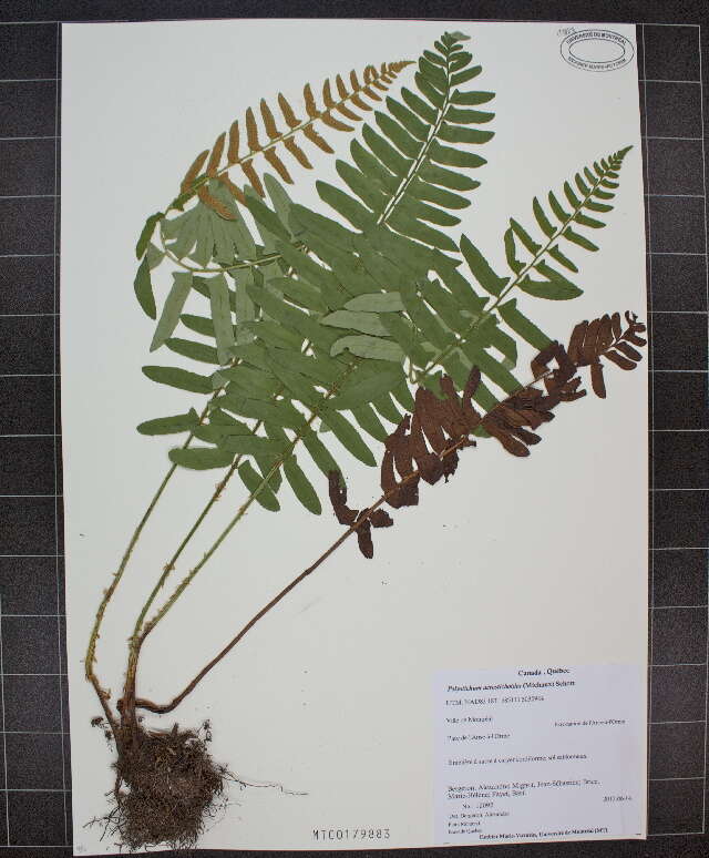 Polystichum acrostichoides (Michx.) Schott resmi