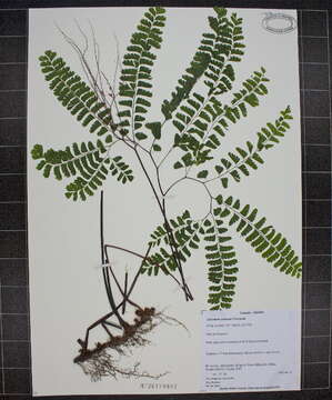 Adiantum pedatum L. resmi