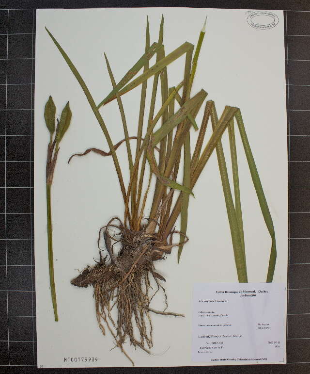 Image of Iris virginica