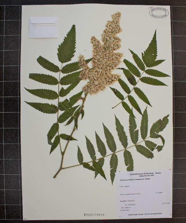 Image of false spiraea