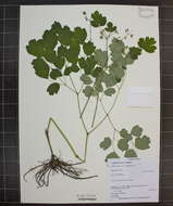 Image de Thalictrum dioicum L.