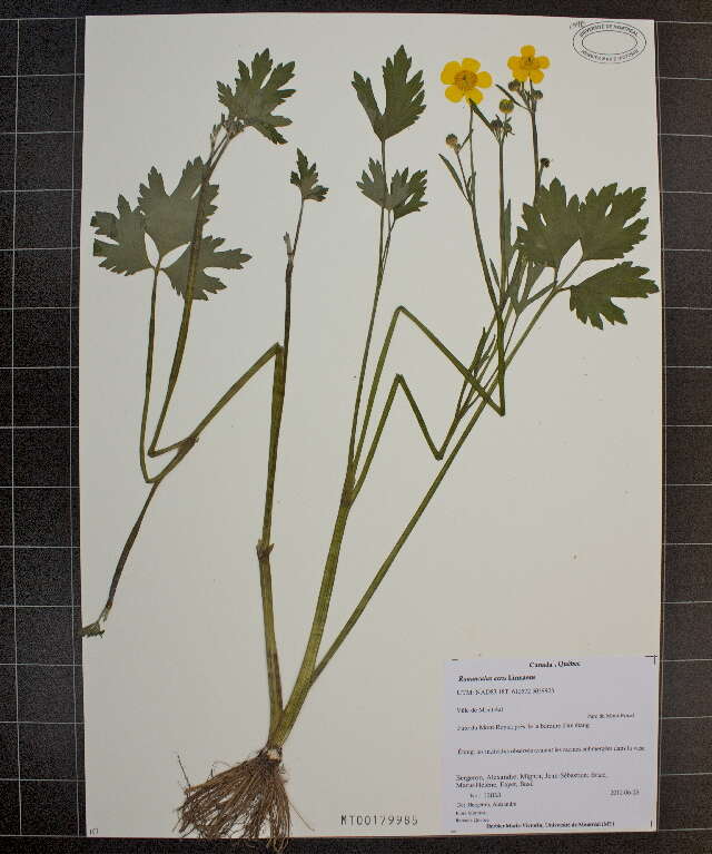 Image of common buttercup