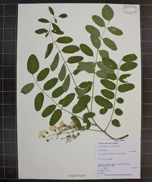 Image of black locust