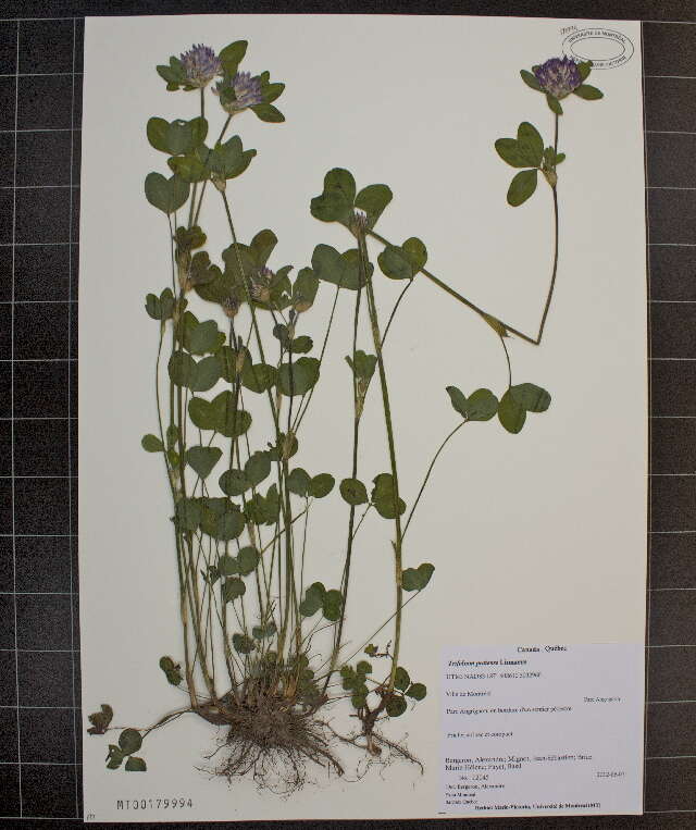 Image of Red Clover