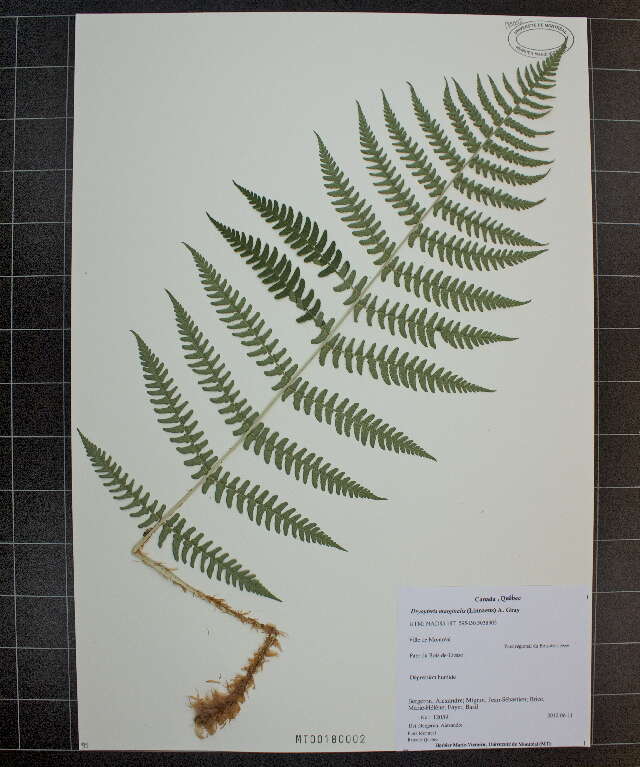 Dryopteris marginalis (L.) Gray resmi