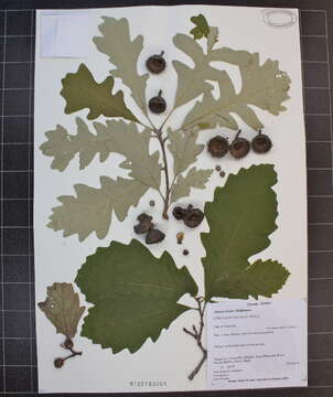 Image of Swamp White Oak