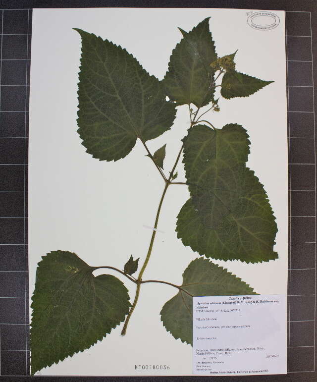 Image of snakeroot