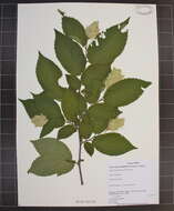 Image of Ostrya virginiana subsp. virginiana