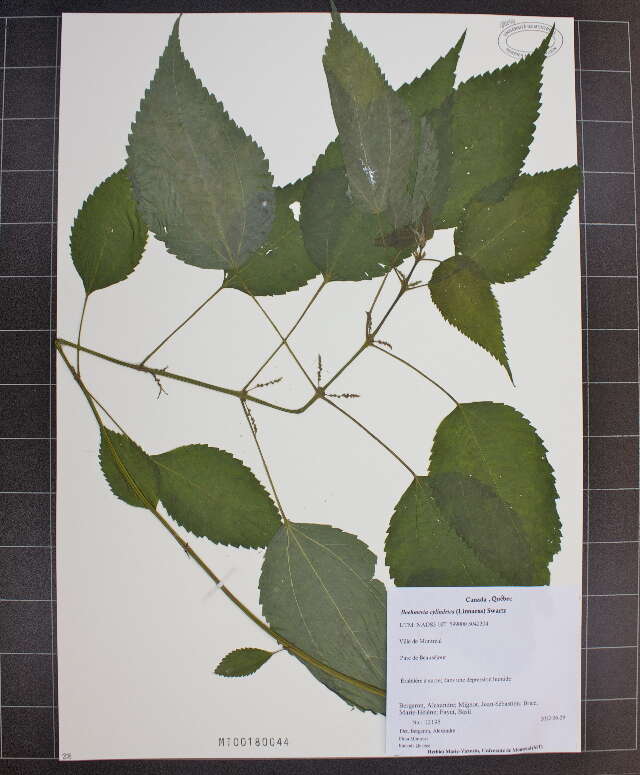 Image of smallspike false nettle