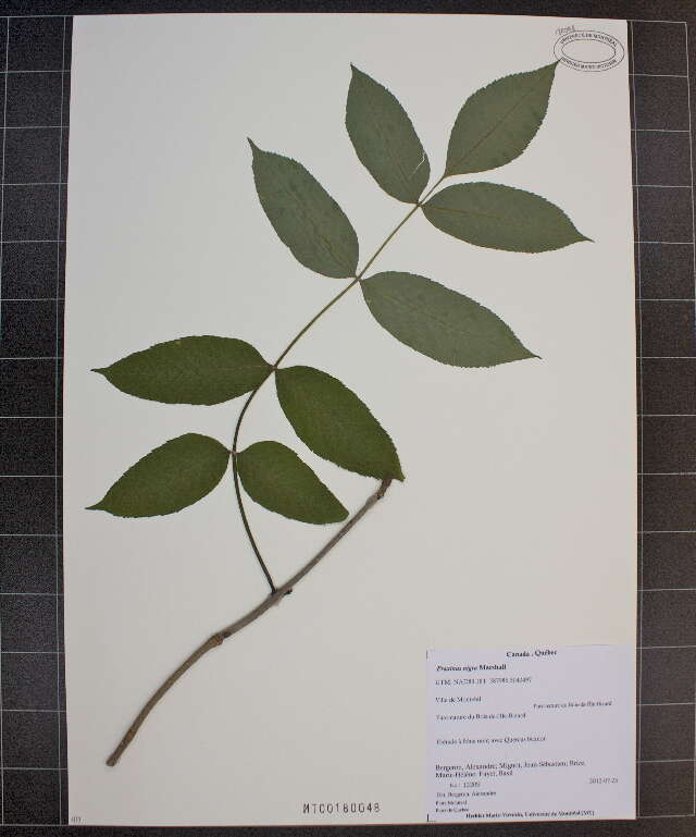 Plancia ëd Fraxinus nigra Marshall