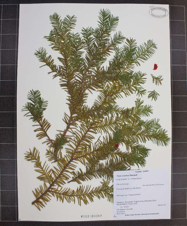 Sivun Taxus canadensis Marshall kuva