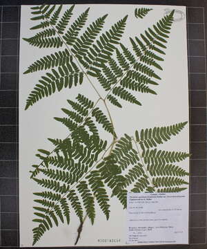 Image of brackenfern