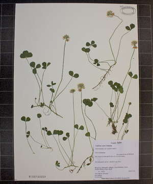 Image of white clover