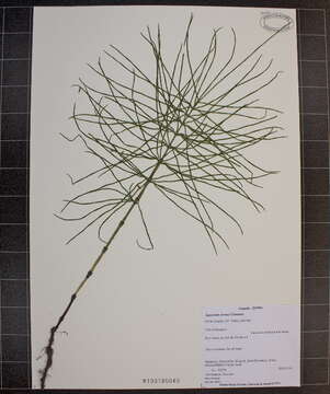 Image of field horsetail