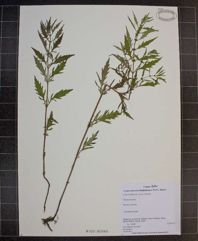 Image of American water horehound