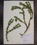 Image of shining clubmoss