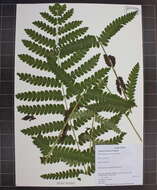 Image of interrupted fern