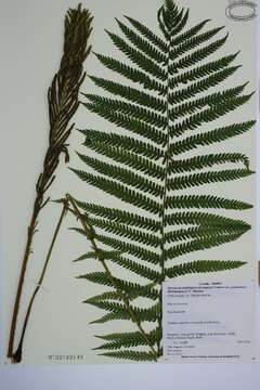 Image of ostrich fern