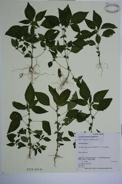 Imagem de Acalypha virginica var. rhomboidea (Raf.) Cooperr.