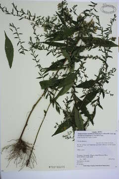 Image of calico aster