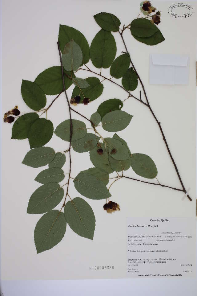 Image of Allegheny Serviceberry