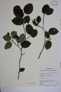 Image of roundleaf serviceberry