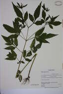 صورة Bidens vulgata E. L. Greene