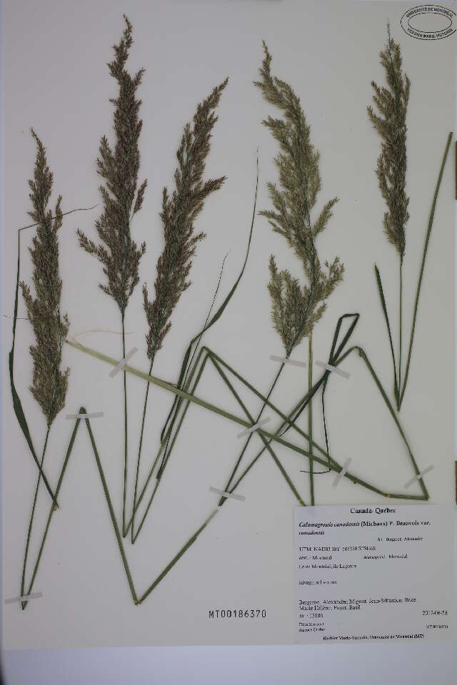 Sivun Calamagrostis canadensis (Michx.) P. Beauv. kuva