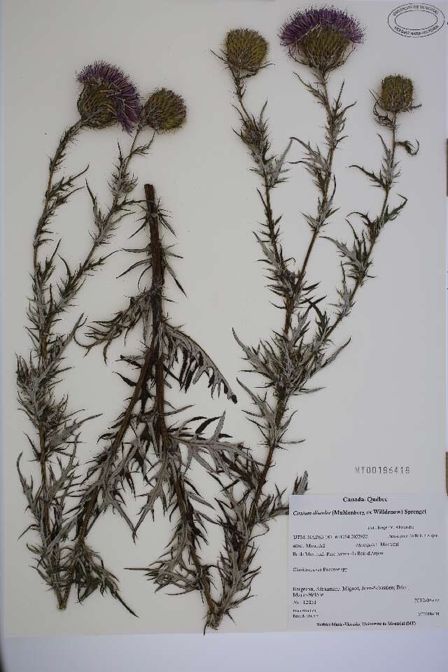 Image of field thistle