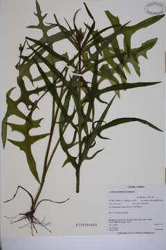 Imagem de Lactuca canadensis L.