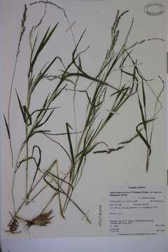 Plancia ëd Muhlenbergia mexicana (L.) Trin.