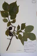 Image de Prunus nigra Ait.