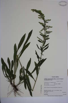 Solidago nemoralis Ait.的圖片