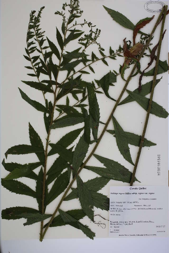 Image of wrinkleleaf goldenrod