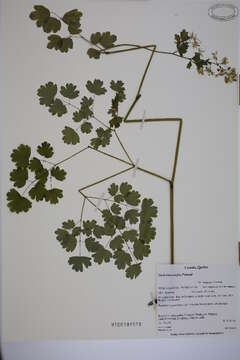 Image of Thalictrum confine