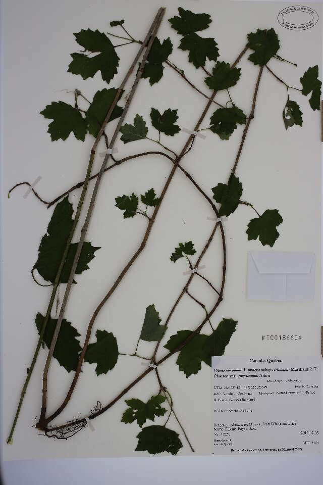 Image of Cranberry-tree