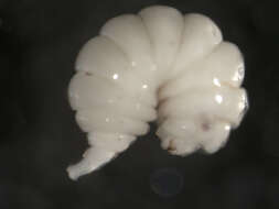 Image of Diplolepis