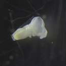 Image of Hyalocylis striata (Rang 1828)