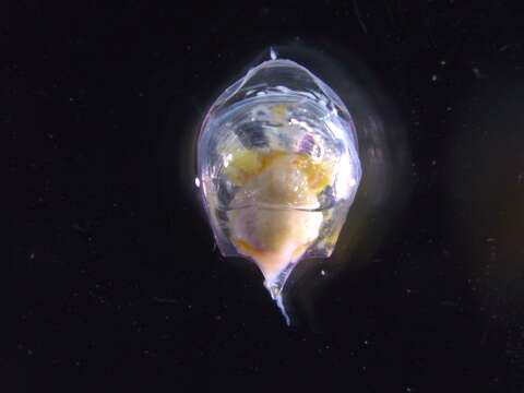 Image of Cavoliniidae Gray 1850