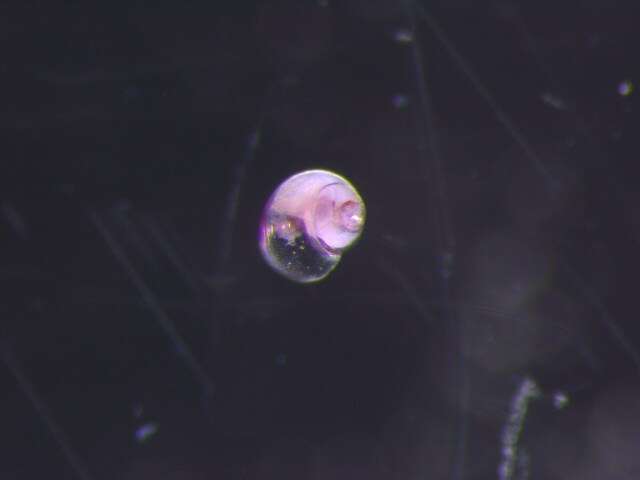 Image of trochiform pteropod