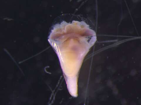 Image of Cavoliinae