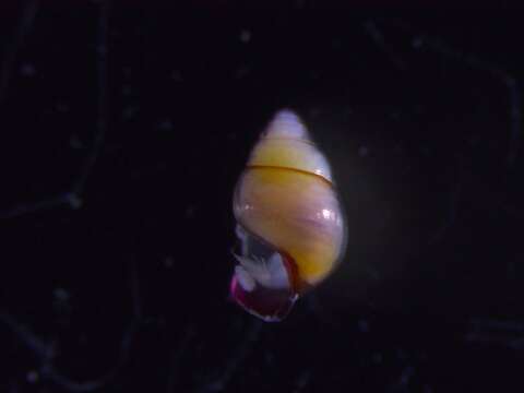 Image of bulimoid pteropod