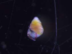 Image of bulimoid pteropod