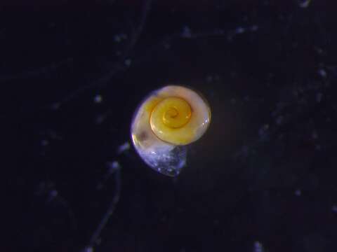 Image of Thecosomata
