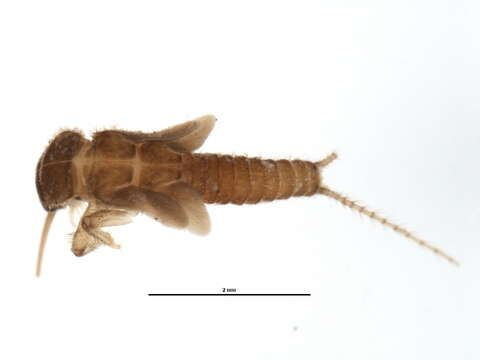 Image of Lovely Forestfly