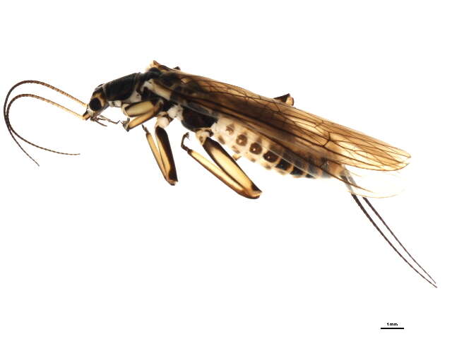 Image of common stoneflies