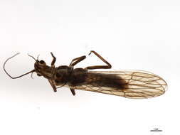 Image of Isoperla signata (Banks 1902)