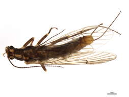 Image of Isoperla signata (Banks 1902)